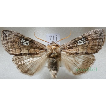Tethea ocularis (Linnaeus, 1767) Falica oczenica Czech71j